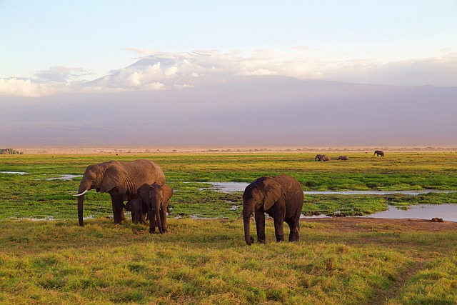 Kenya,Safari, African Safari