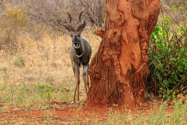 Kenya,Safari, African Safari