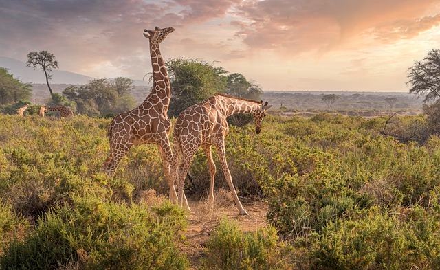 Kenya,Safari, African Safari