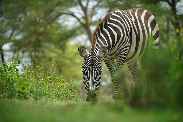 Kenya,Safari, African Safari