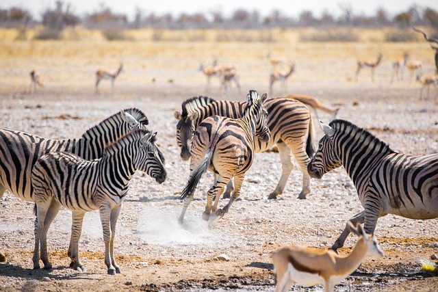 Kenya,Safari, African Safari