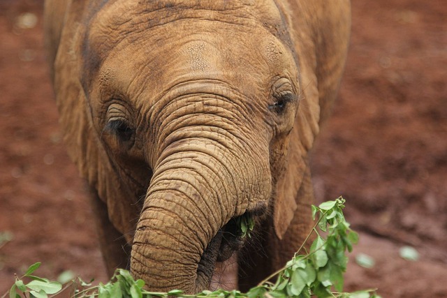 Kenya,Safari, African Safari