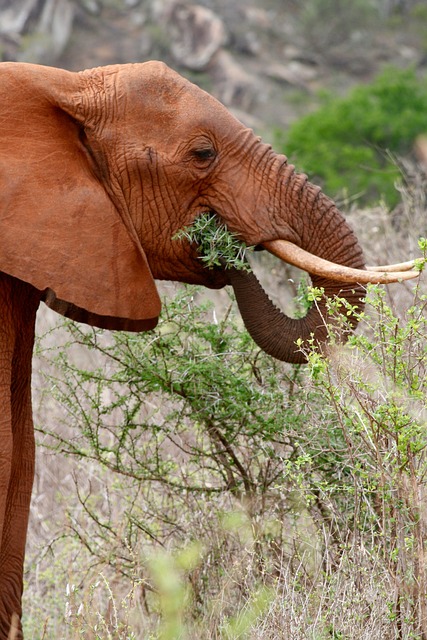 Kenya,Safari, African Safari