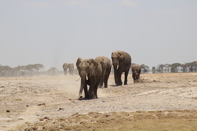 Kenya,Safari, African Safari