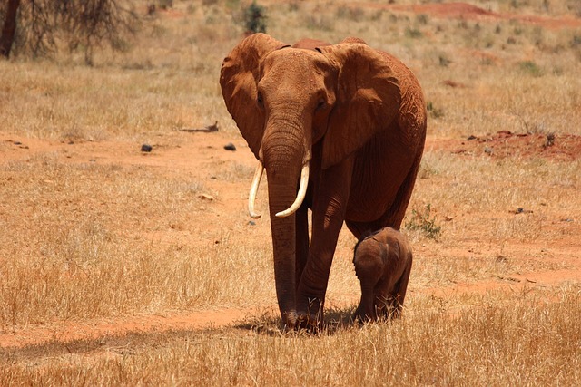 Kenya,Safari, African Safari