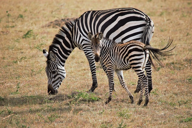 Kenya,Safari, African Safari