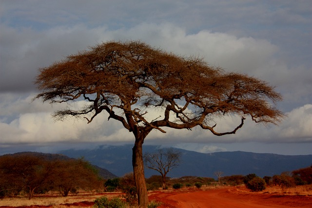 Kenya,Safari, African Safari