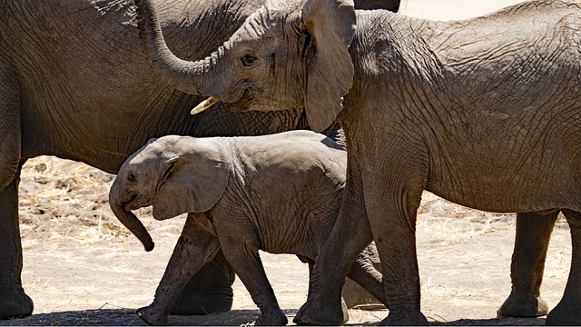 Kenya,Safari, African Safari