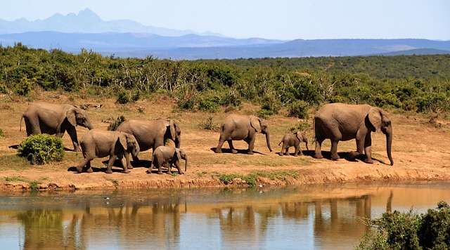 Kenya,Safari, African Safari