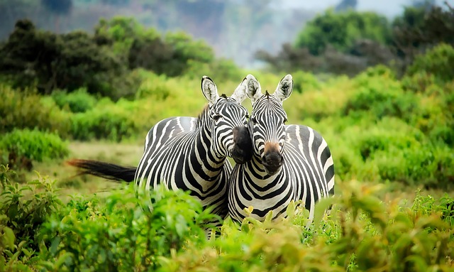 Kenya,Safari, African Safari