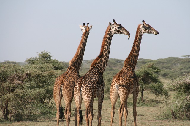 Kenya,Safari, African Safari