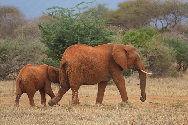 Kenya,Safari, African Safari