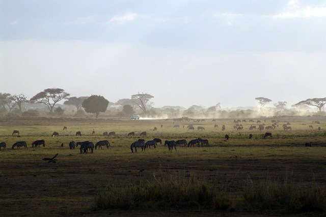 Kenya,Safari, African Safari