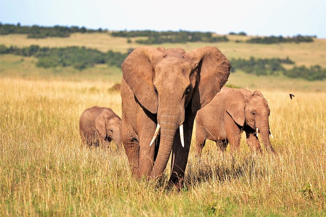 Kenya,Safari, African Safari