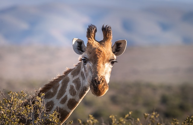 Kenya,Safari, African Safari