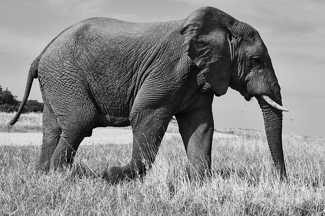 Kenya,Safari, African Safari