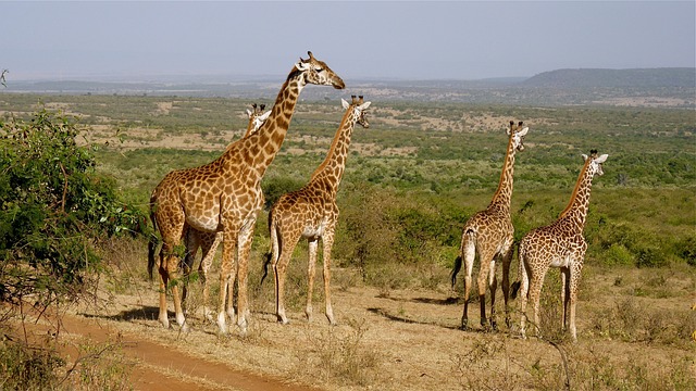 Kenya,Safari, African Safari