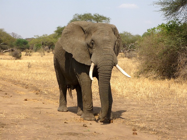 Kenya,Safari, African Safari