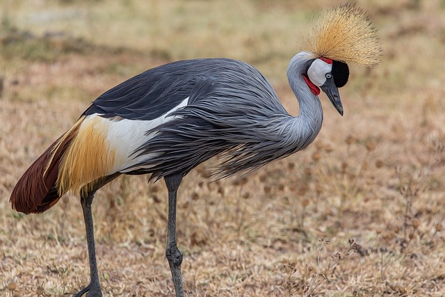 Kenya,Safari, African Safari