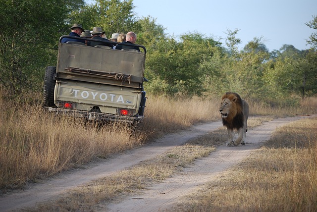 Kenya,Safari, African Safari