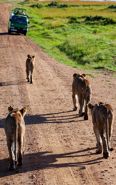 Kenya,Safari, African Safari