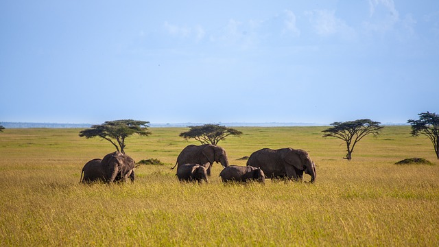 Kenya,Safari, African Safari