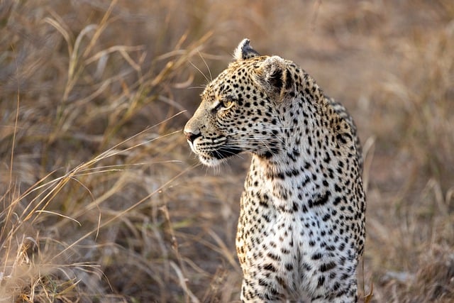 Kenya,Safari, African Safari