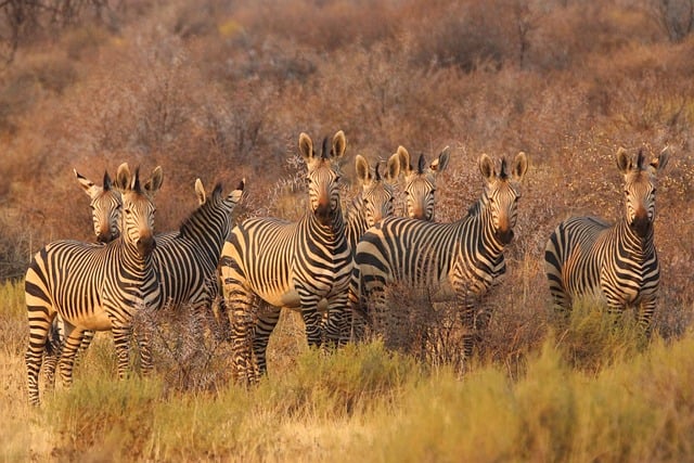 Kenya,Safari, African Safari