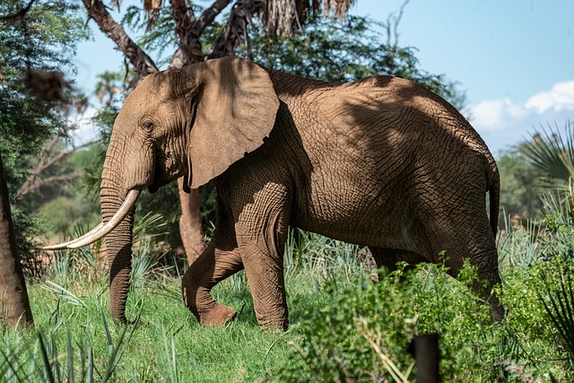 Kenya,Safari, African Safari