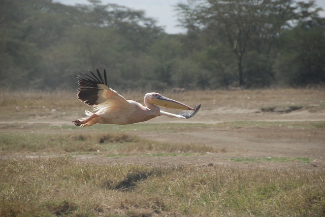 Kenya,Safari, African Safari