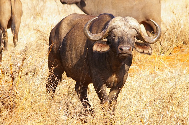 Kenya,Safari, African Safari