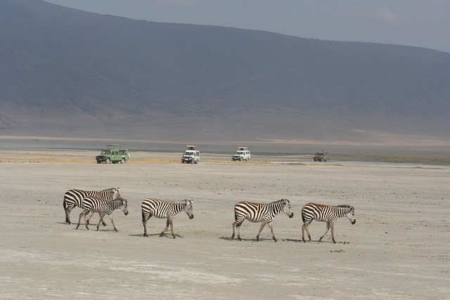 Kenya,Safari, African Safari