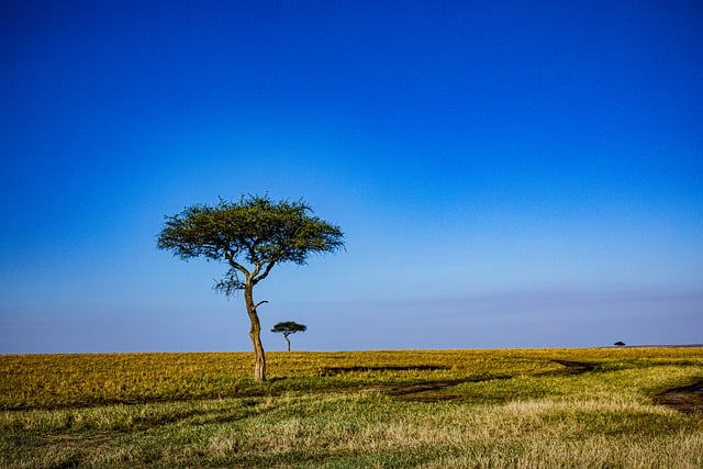 Kenya,Safari, African Safari