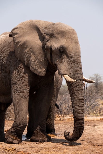 Kenya,Safari, African Safari