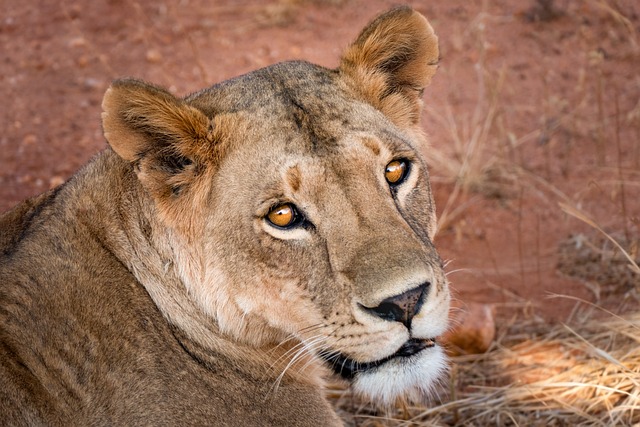 Kenya,Safari, African Safari