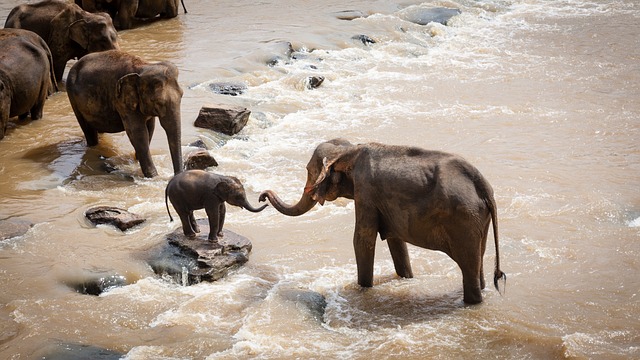 Kenya,Safari, African Safari