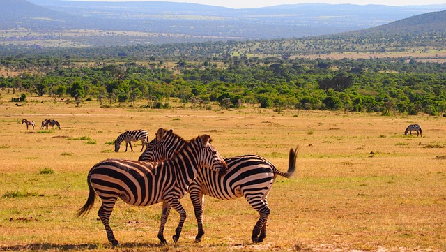 Kenya,Safari, African Safari